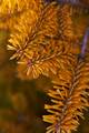 Abies nordmanniana Golden Spreader IMG_8385_1 Jodła kaukaska